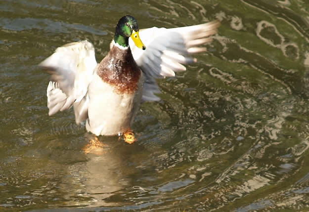 Mallard