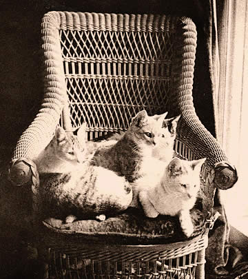 Mark Twain - If animals could speak, the dog would be a blundering outspoken fellow; but the cat would have the rare grace of never saying a word too much. Sticker for