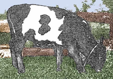 Mark Twain cow