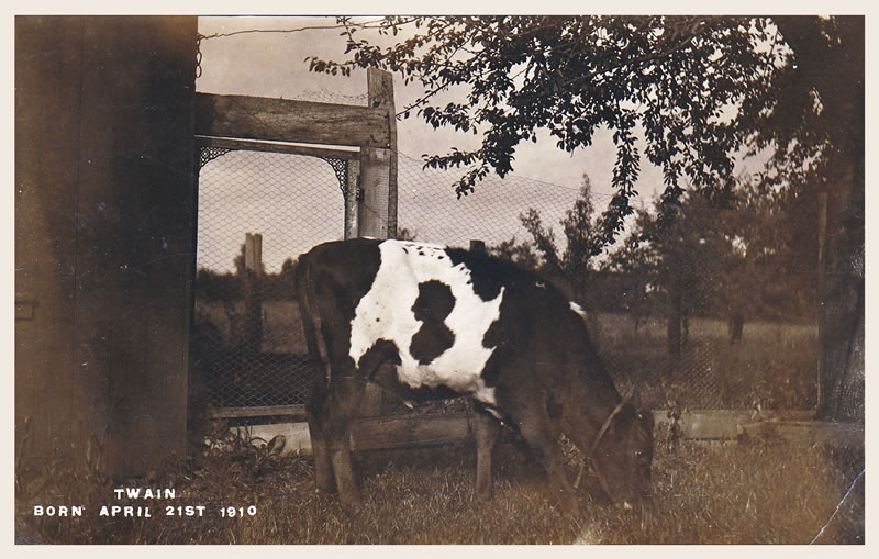 Mark Twain cow postcard