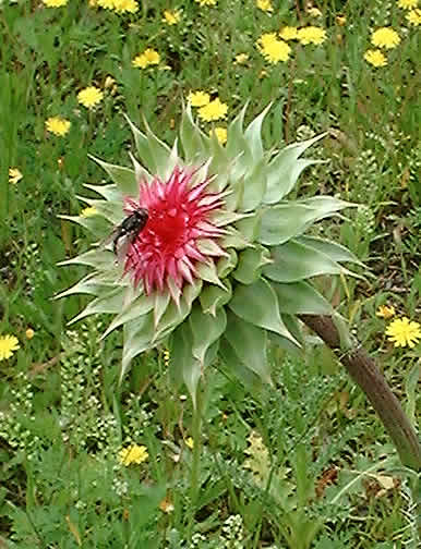 Fly & Thistle by Dan Smith