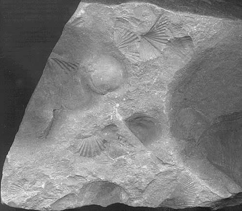 fossil